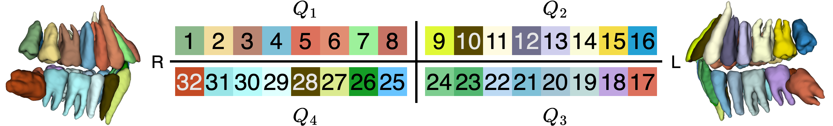 dental notation color map